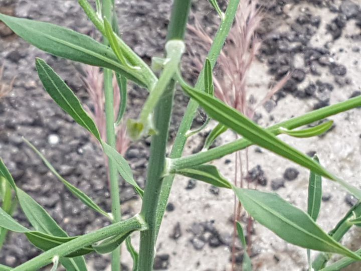 Pianta dai lunghi steli: Chondrilla juncea (Asteraceae)